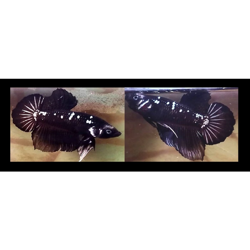 BLACK MAMBA!! #1 (Shipping Cost Included in Price)