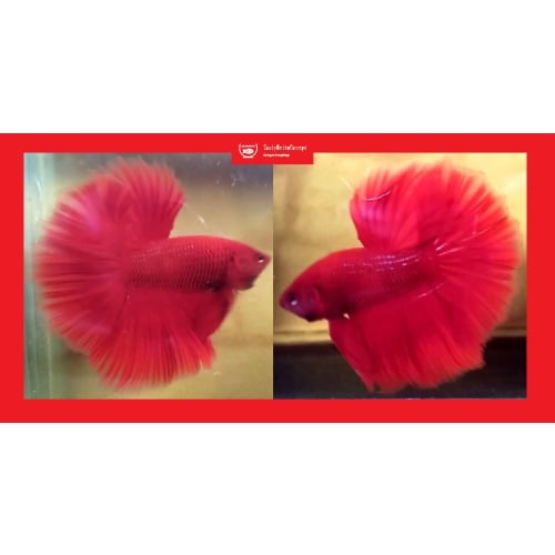 HALFMOON SUPER RED!! #1 (Shipping Cost Included in Price)