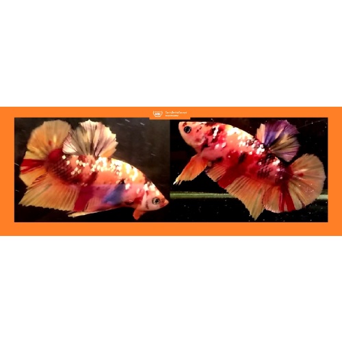 ORANGE GALAXY KOI COPPER!! #1 (Shipping Cost Included in Price)