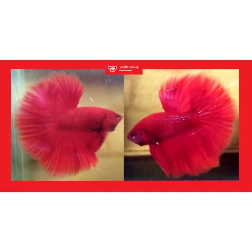 HALFMOON SUPER RED!! #1 (Shipping Cost Included in Price)