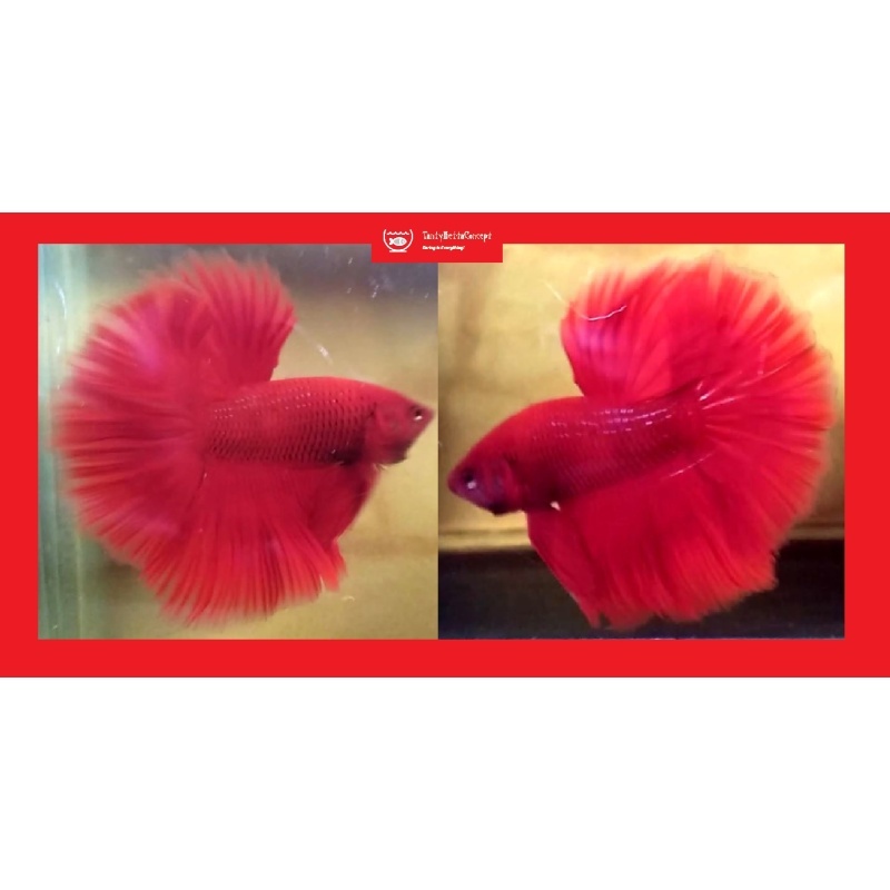 HALFMOON SUPER RED!! #1 (Shipping Cost Included in Price)
