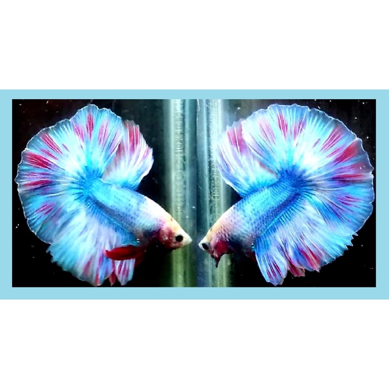 HALFMOON PURPLE RAINBOW!! #1 (Shipping Cost Included in Price)
