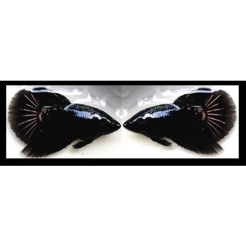 FEMALE HALFMOON AVATAR SERIES!! #3 (Shipping Cost Included on Price)