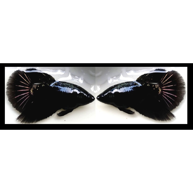 FEMALE HALFMOON AVATAR SERIES!! #3 (Shipping Cost Included on Price)