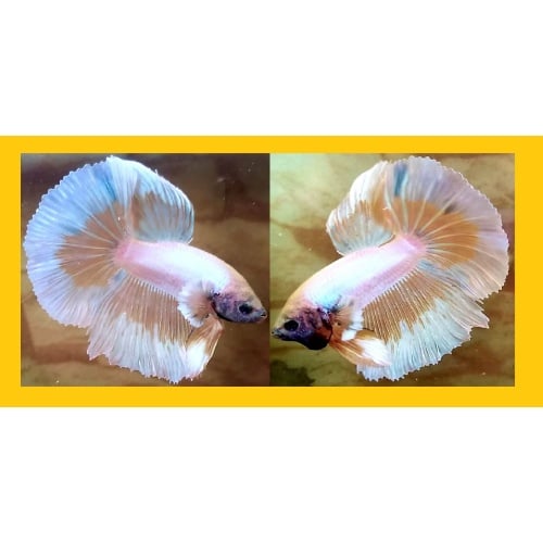 BIG EAR YELLOW FANCY BUTTERFLY!! #1 (Shipping Cost Included in Price)