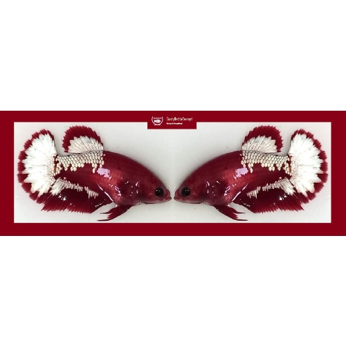SEXY RED FANCY "FCCP" COPPER STARTAIL!! #1 (Shipping Cost Included in Price)