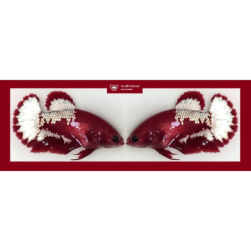 SEXY RED FANCY "FCCP" COPPER STARTAIL!! #1 (Shipping Cost Included in Price)