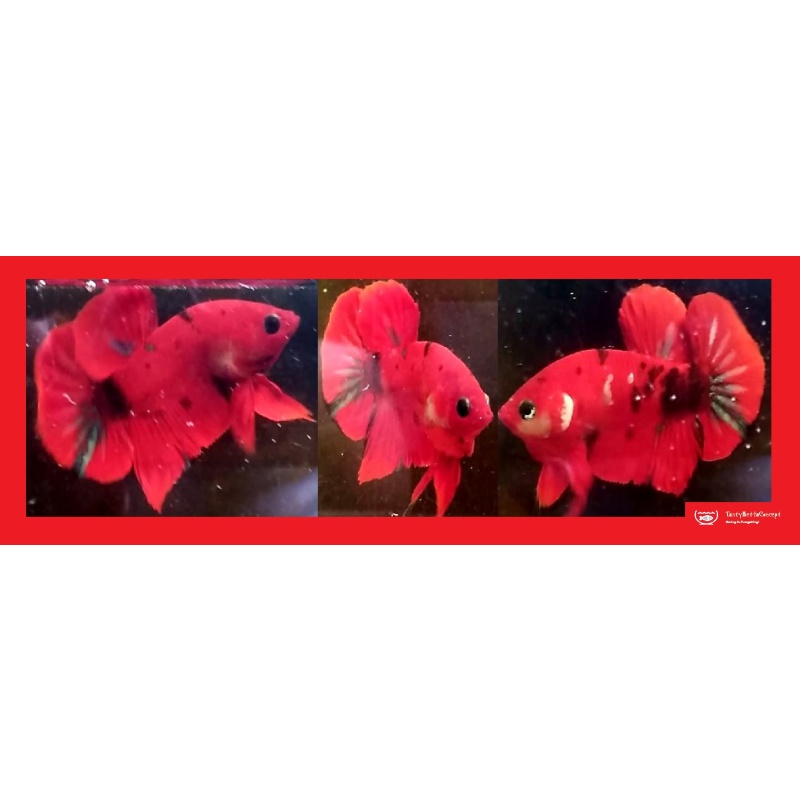 RED KOI!! #1  (Shipping Cost Included in Price)