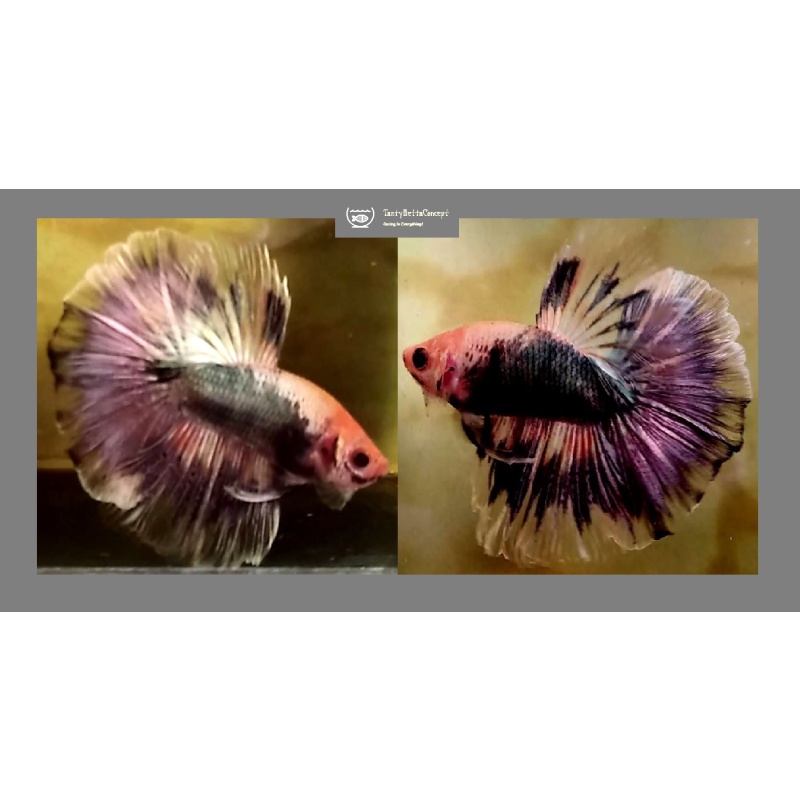 HALFMOON FANCY KOI COPPER!! #1 (Shipping Cost Included in Price)