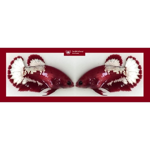SEXY RED FANCY "FCCP" COPPER STARTAIL!! #1 (Shipping Cost Included in Price)