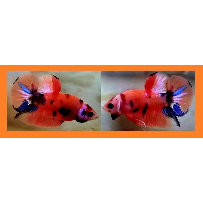 ORANGE-BASED CANDY!! #2 (Shipping Cost Included in Price)