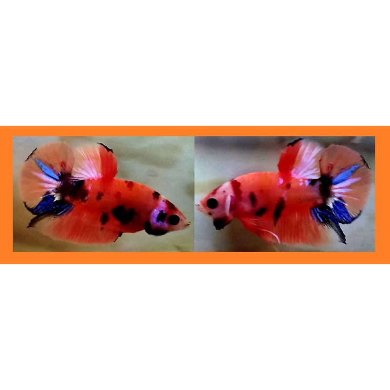 ORANGEBASED CANDY!! #2 (Shipping Cost Included in Price)