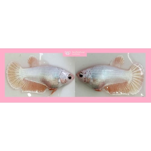 FEMALE PINK SAKURA!! #1 (Shipping Cost Included in Price)