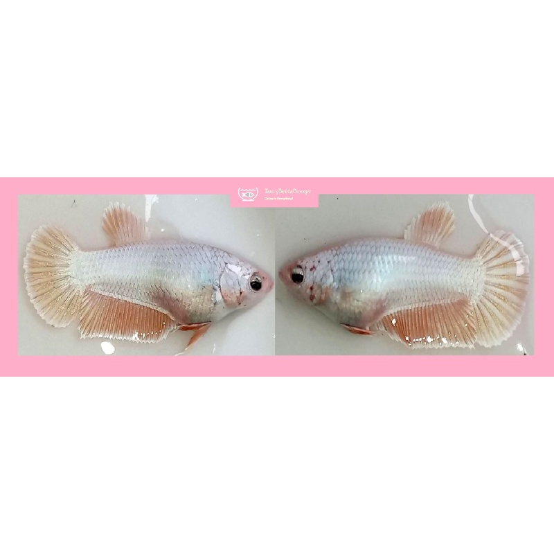 FEMALE PINK SAKURA!! #1 (Shipping Cost Included in Price)