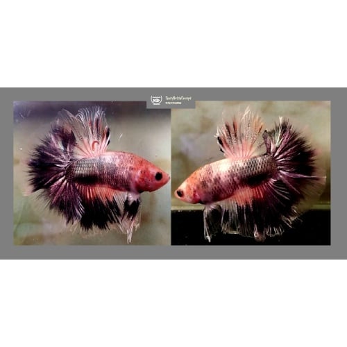 HALFMOON FANCY KOI COPPER!! #1 (Shipping Cost Included in Price)