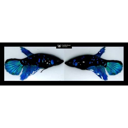 SEXY HALFMOON BLUE AVATAR!! #1 (Shipping Cost Included in Price)