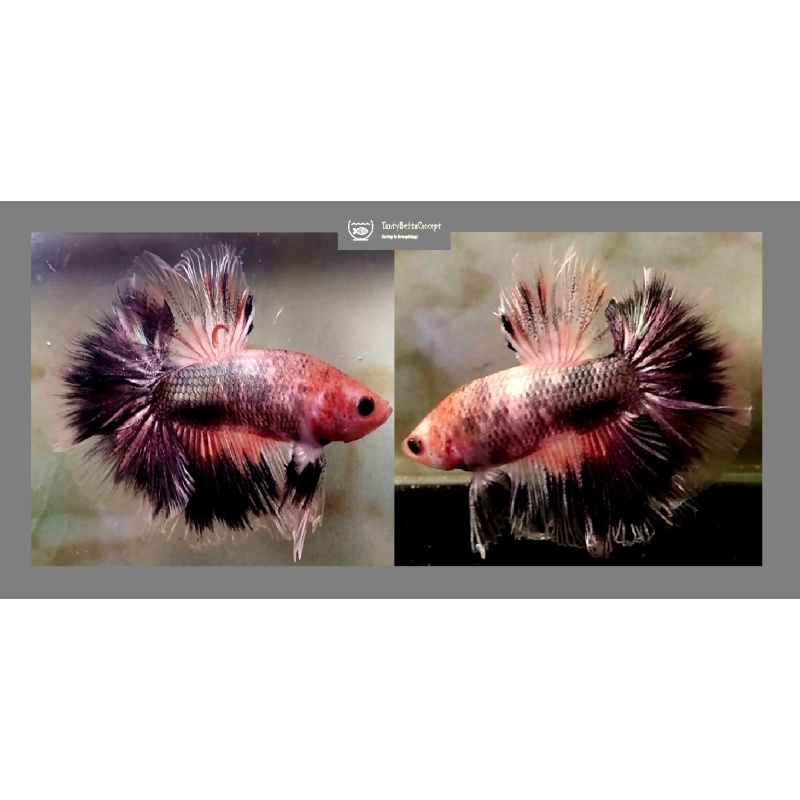 HALFMOON FANCY KOI COPPER!! #1 (Shipping Cost Included in Price)
