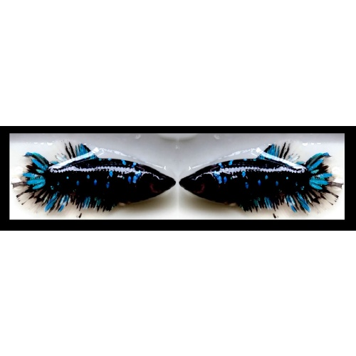 FEMALE AVATAR SERIES!! #1 (Shipping Cost Included in Price)
