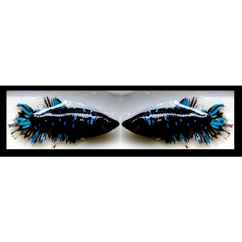 FEMALE AVATAR SERIES!! #1 (Shipping Cost Included in Price)