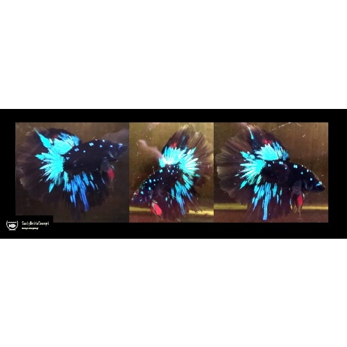 HALFMOON GORDON!! #1 (Shipping Cost Included in Price)