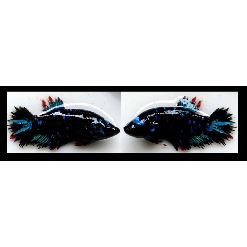 FEMALE AVATAR SERIES!! #1 (Shipping Cost Included in Price)