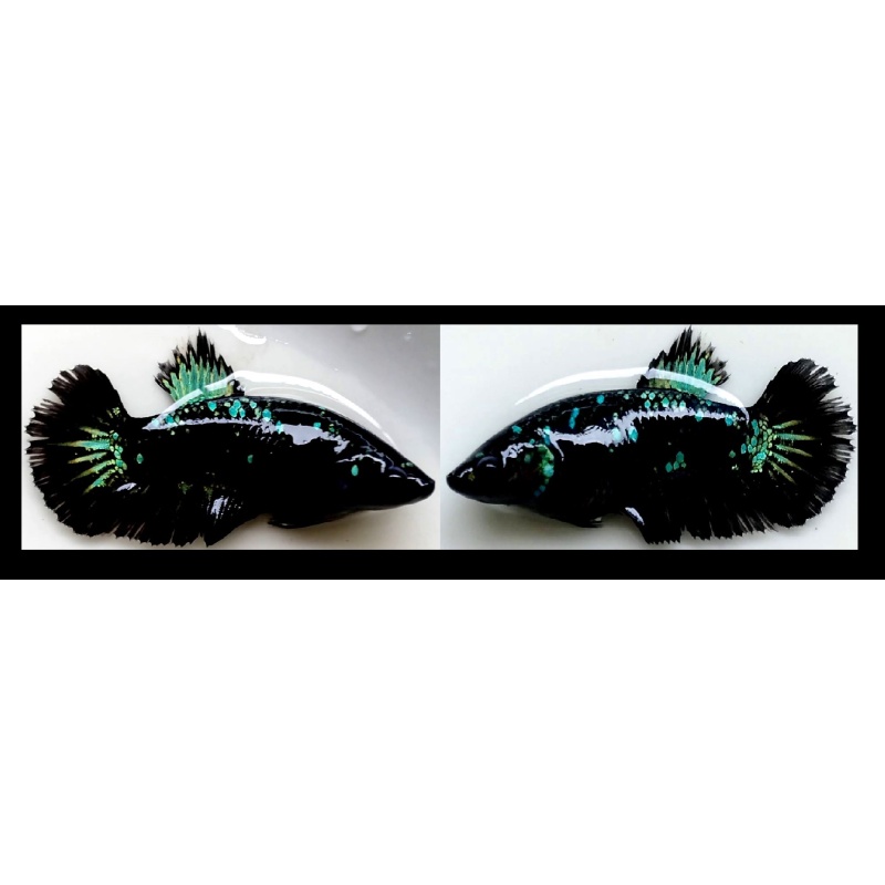 FEMALE AVATAR SERIES!! #1 (Shipping Cost Included in Price)