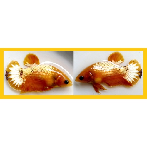 FEMALE YELLOW FCCP SERIES!! #1 (Shipping Cost Included in Price)