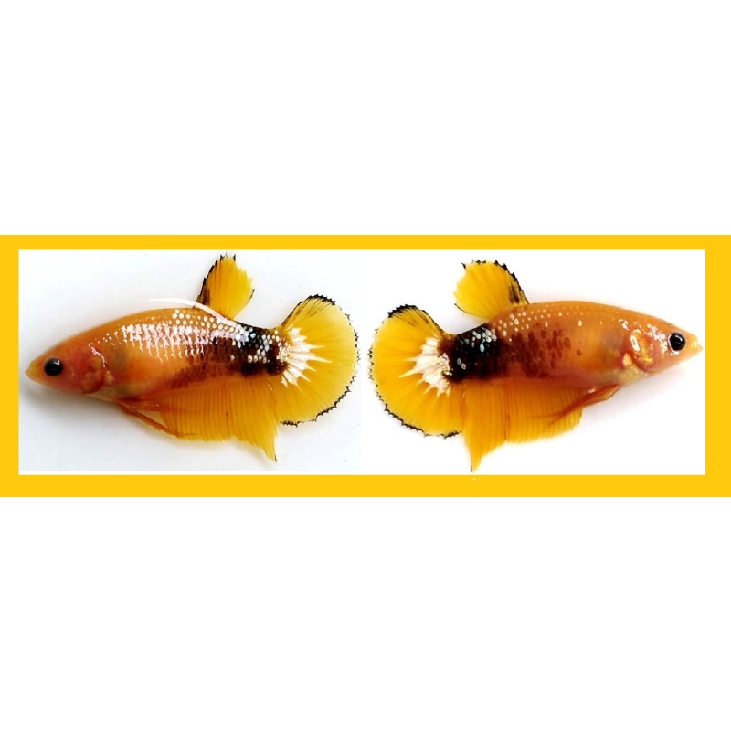 FEMALE YELLOW FCCP SERIES!! #1 (Shipping Cost Included in Price)