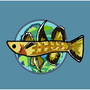 Hidden Trove Aquatics