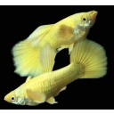 Gold Fancy guppies trio 1M 2F tank raised