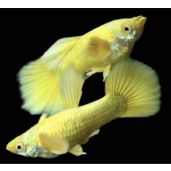 Gold Fancy guppies trio 1M 2F
