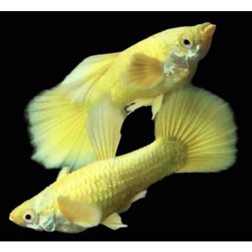 Gold Fancy guppies trio 1M 2F