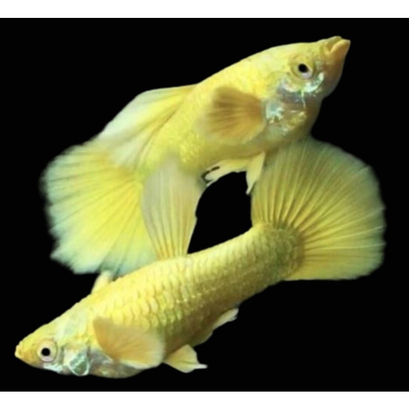 Gold Fancy guppies trio 1M 2F