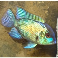 Electric Blue Acara