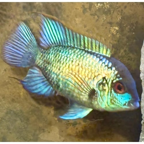 Electric Blue Acara