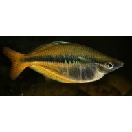8 juvenile Chilatherina sp. Upper Tor