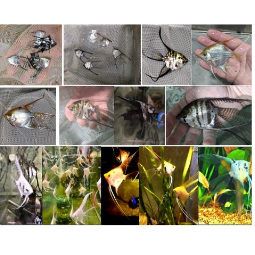 LOT OF 8 ASSORTED VEIL ANGELFISH - QUARTER PLUS TO DOLLAR SIZE