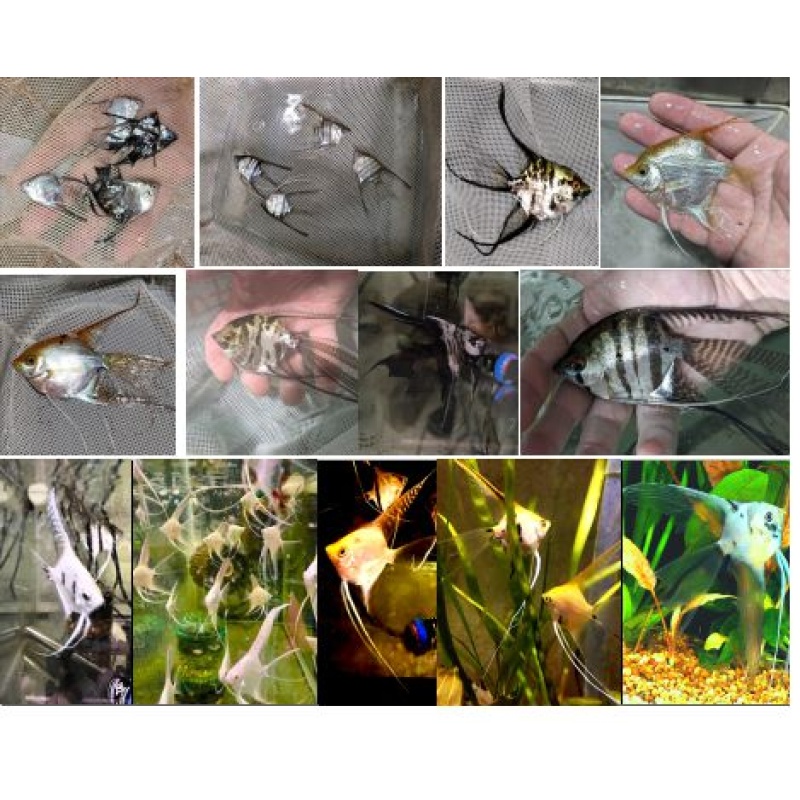 LOT OF 8 ASSORTED VEIL ANGELFISH - QUARTER PLUS TO DOLLAR SIZE