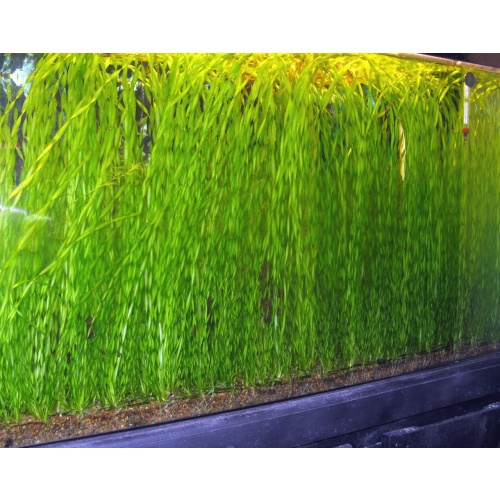 20+ Corkscrew Val (Vallisneria torta) - FREE SHIPPING