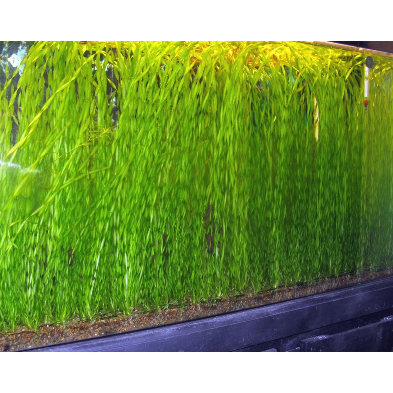 20+ Corkscrew Val (Vallisneria torta) - FREE SHIPPING