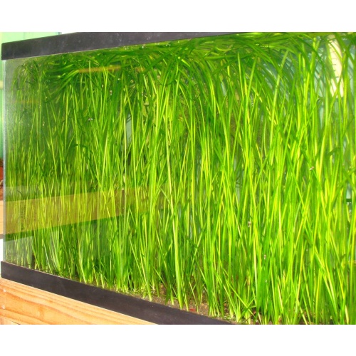 20+ Italian Val (Vallisneria spiralis) - FREE SHIPPING