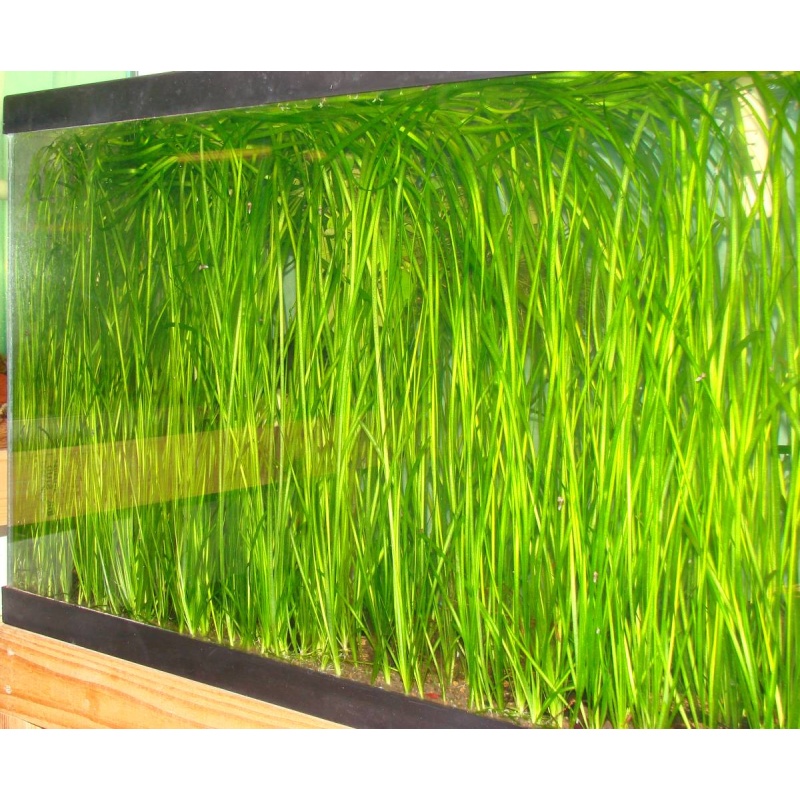 20+ Italian Val (Vallisneria spiralis) - FREE SHIPPING