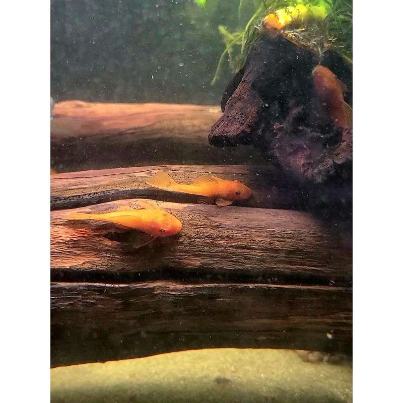 12 Super Red Pleco (unsexed)