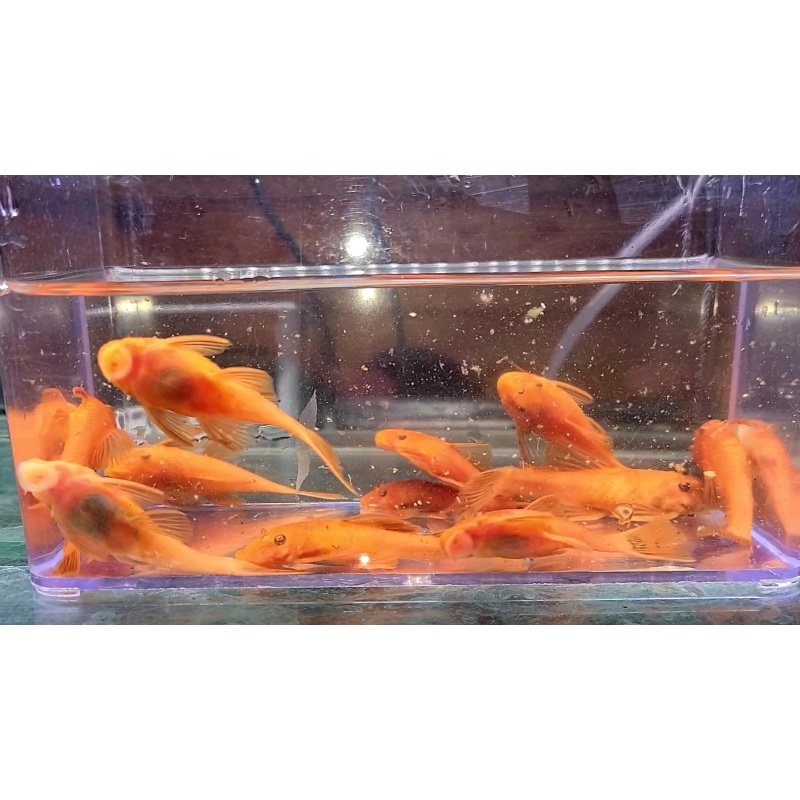 4 Super Red Pleco young proven breeder