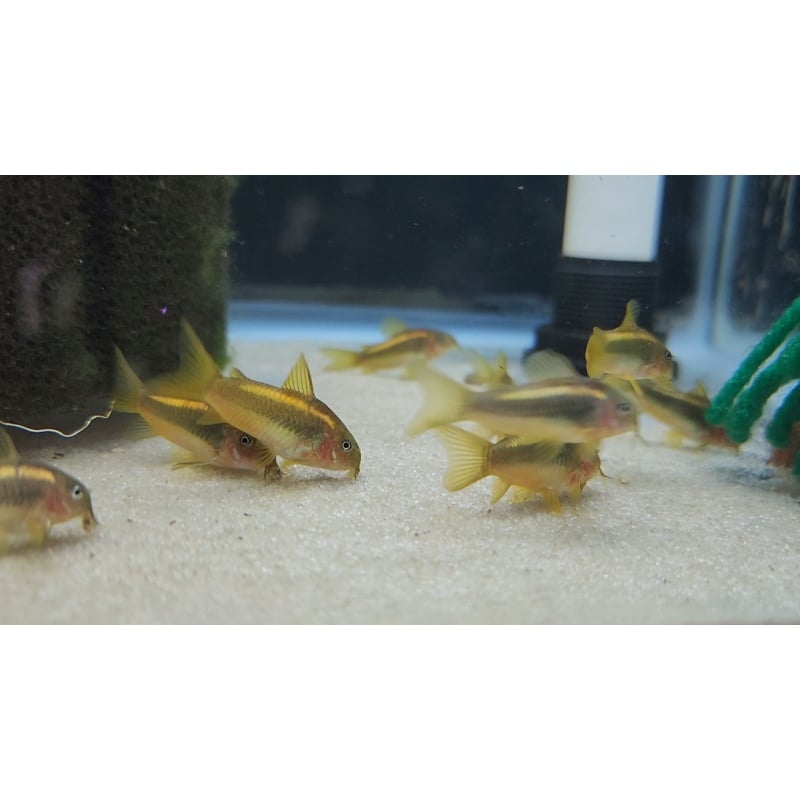 6 CW010 Gold Lasers