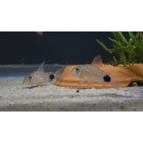 5 Hoplisoma caudimaculatus