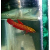 protect from extinction wild rutilans betta