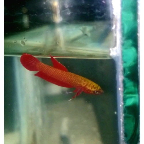 protect from extinction wild rutilans betta