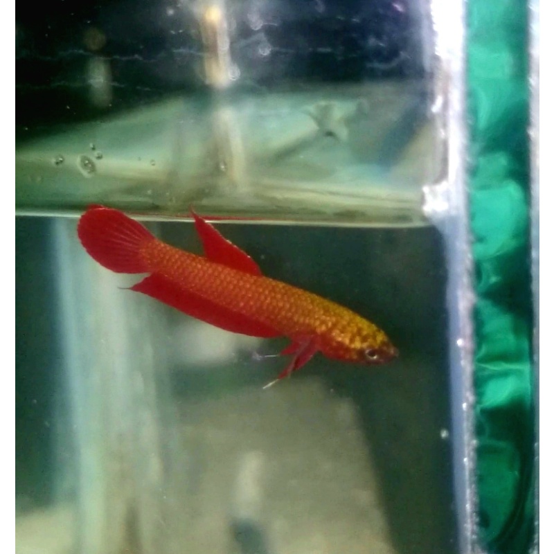 protect from extinction wild rutilans betta