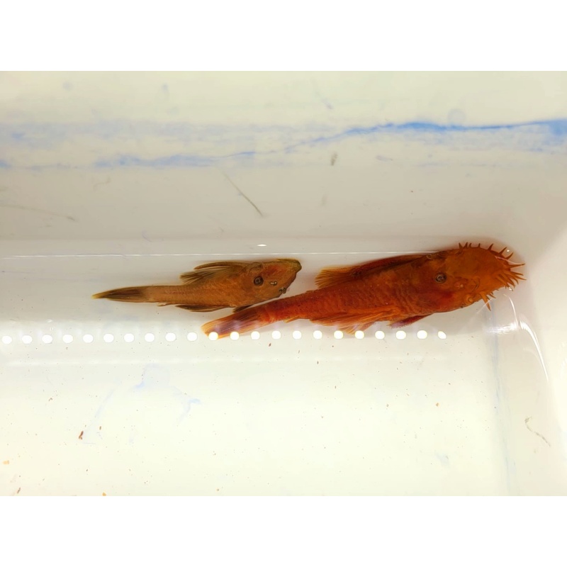 4 Super Red Pleco young proven breeder